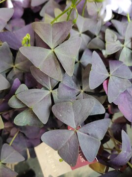 Purple Shamrock, Butterfly plant, Purple wood sorrel, Oxalis triangularis, Oxalidaceae
