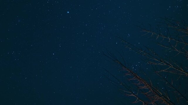 Starry night sky over silhouette of dry tree branches in winter, tranquil nature landscape