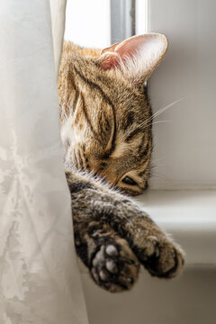 Kater liegt auf der Fensterbank hinter dem Vorhang