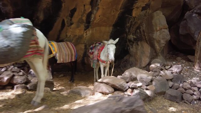 Three pack donkeys wearing colorful traditional blankets stand beside a rocky cave in Imlil Valley, Morocco, within the High Atlas Mountains near Mount Toubkal, reflecting Berber transport traditions.