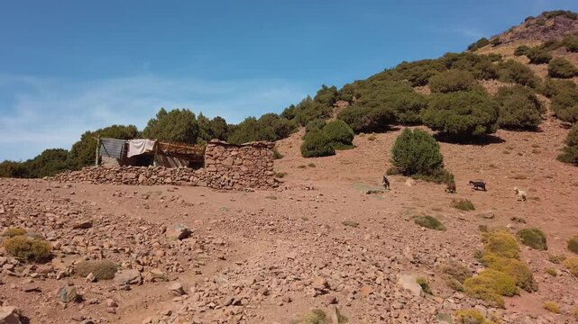Rustic stone shelter on a rocky hillside in Imlil Valley, Morocco, surrounded by sparse vegetation and grazing goats in the remote High Atlas Mountains near Mount Toubkal.