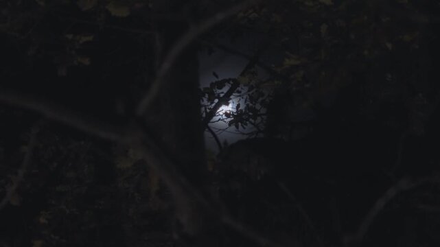 Moon shining behind tree branches and leaves in cold winter night outdoor. Spooky eerie feeling with wind blowing in forest or garden. Dark sky with moonlight aura shining bright. Halloween full moon