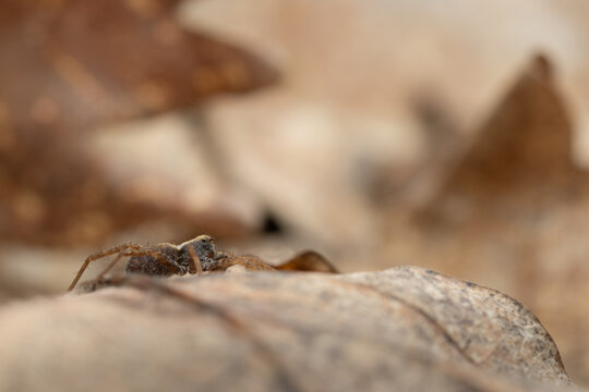 Wolf-spider running on dried leafs. 