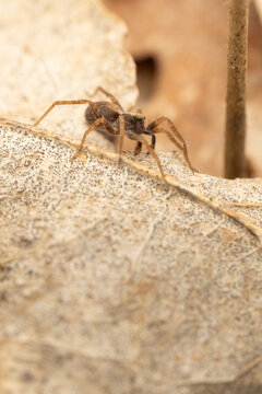 Wolf-spider running on dried leafs. 