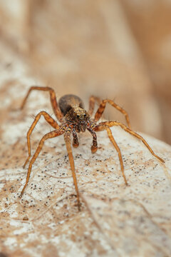 Wolf-spider running on dried leafs. 