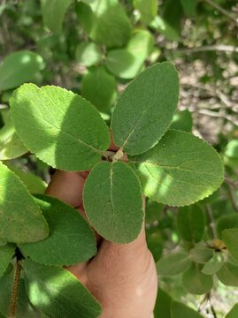 Wayfaring tree, Viorne lantane, Viorne mancienne, Cochene, Viorne flexible, Viburnum lantana, Adoxaceae
