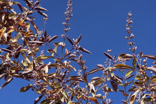 Simpleleaf chastetree, Indian three leaf vitex, Indian wild pepper, Gattilier simple, Lilas mauve d'Arabie, Vitex trifolie, Vitex trifolia, Lamiaceae