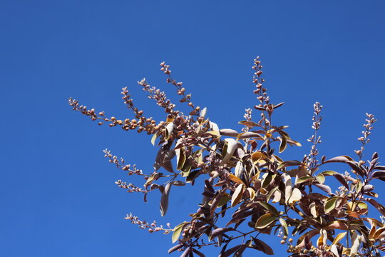 Simpleleaf chastetree, Indian three leaf vitex, Indian wild pepper, Gattilier simple, Lilas mauve d'Arabie, Vitex trifolie, Vitex trifolia, Lamiaceae