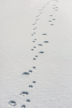 footprints on fresh white snow, closeup photo. Animal footprints in fresh snow, leading into the distance, vertical composition
