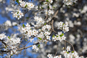 Fototapeta premium Close view of white spring blossoms covering slender branches. Fragility, renewal, pollination, biodiversity, seasonal rhythm, and botanical detail expressed through texture, light, and natural