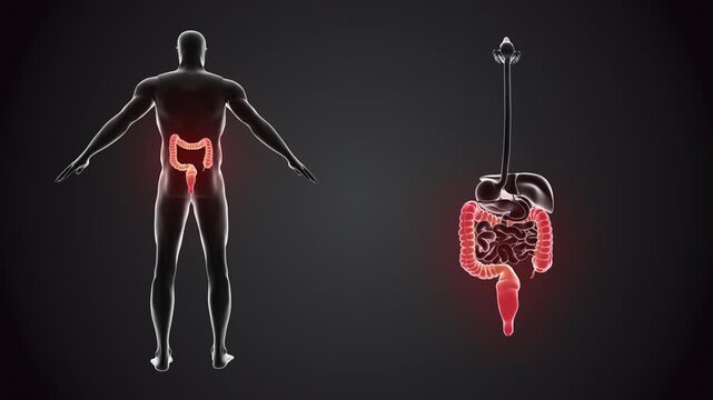 Human body with Large intestine