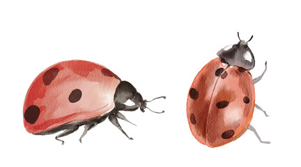 Cute watercolor spring illustration of a ladybug. Hand painted element for invitation, social media and posters. © Юлия Павлова