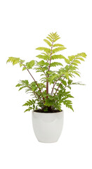 Fototapeta premium A potted plant with green leaves isolated on transparent background