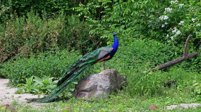 The Indian peafowl or blue peafowl, Pavo cristatus is a large and brightly coloured bird, is a species of peafowl native to South Asia, but introduced in many other parts of the world.
