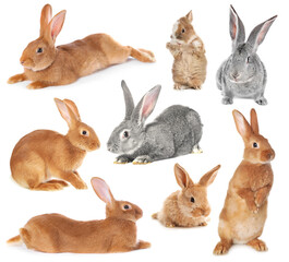 Fototapeta premium Cute fluffy rabbits isolated on white, collage