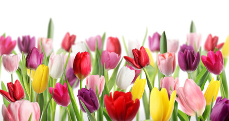 Naklejka premium Colorful tulip flowers on white background. Spring season