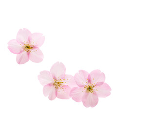 白い背景の桜の花 © asirf444