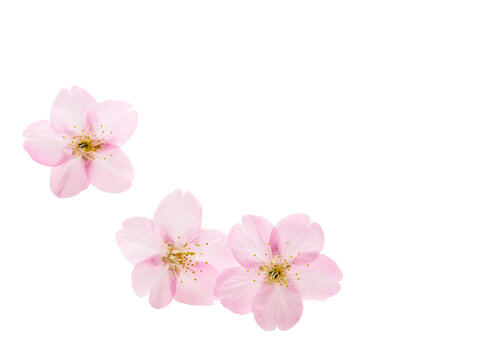 白い背景の桜の花