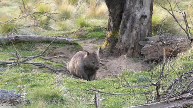 Wild large wombat sitting near burrow looking at camera late afternoon wide shot