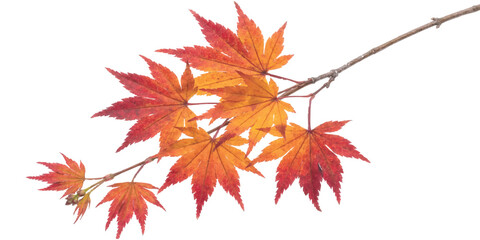 Fototapeta premium Vibrant autumn maple leaves on a branch vector illustration with orange and red colors
