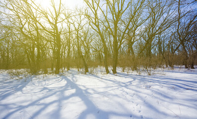 spring forest glade covered by a snow in light of sparkle sun © Yuriy Kulik