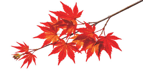 Vibrant red maple leaves on a branch vector illustration for autumn designs and backgrounds ©  Designer