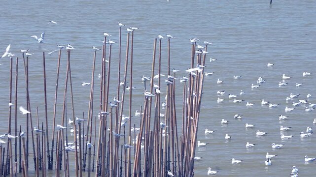 Seagulls flying and perching on bamboo poles in the sea coastal wildlife nature scenery in 4K
