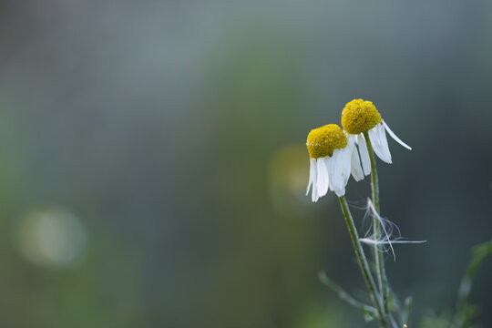 white flowers against a dark, mystical background, two chamomile flowers against a mystical background, white chamomile petals, delicate stems, Matricaria chamomilla
