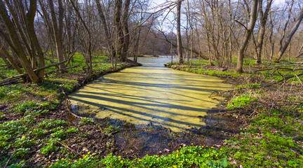 calm lake in the forest ,  spring natural scene © Yuriy Kulik