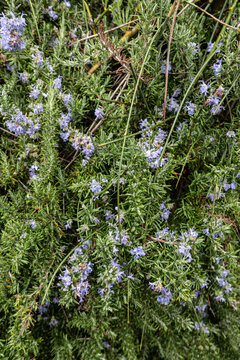 rosemary plant with purple flowers natural texture botanical garden varone waterfall park trentino alto adige italy