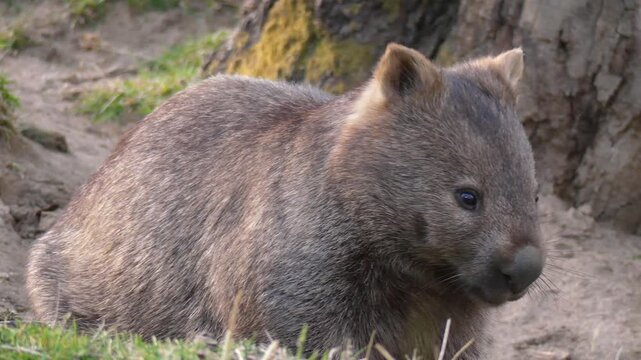 Wild wombat fluffy turning to look at camera sitting near burrow close up