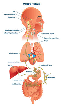 Vagus nerve pathways map brainstem to heart and digestive organs, visualizing autonomic control and the gut brain axis, key objects, vagus nerve, heart, stomach-intestines.