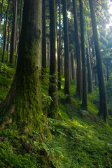 Obraz premium green forest in the morning