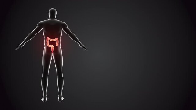Human body with Large intestine loopable