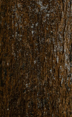 Obraz premium texture of the bark