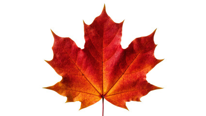 Obraz premium Isolated vibrant red orange autumn maple leaf with detailed veins, a symbol of fall season.