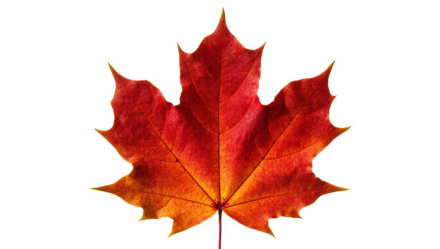 Isolated vibrant red orange autumn maple leaf with detailed veins, a symbol of fall season.