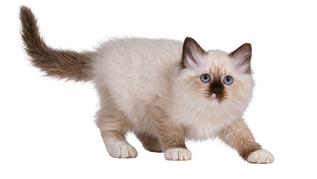 Isolated fluffy Birman kitten with striking blue eyes and colorpoint markings in a playful pose