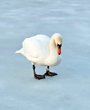 Swan on ice; A swan on a frozen lake