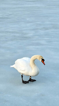 Swan on ice; A swan on a frozen lake