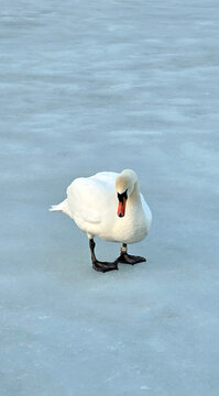 Swan on ice; A swan on a frozen lake