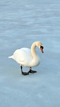 Swan on ice; A swan on a frozen lake