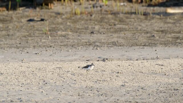 A single small shorebird, likely a sandpiper or wader, walks across a light-colored sandy patch on a mudflat. Clear view of the bird in its natural coastal habitat during the day.