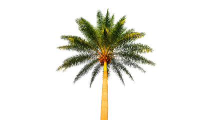 Obraz premium Isolated tropical palm tree with green fronds and slender trunk, vibrant summer plant