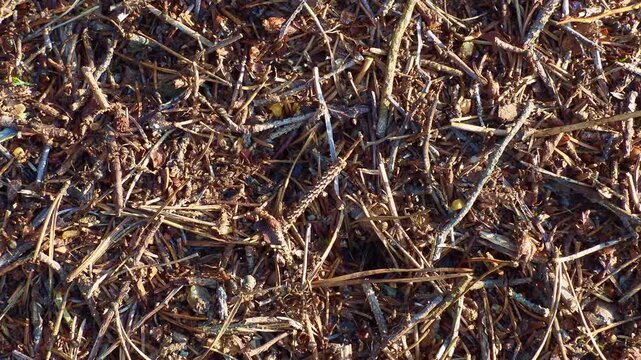 Detailed close-up of the surface of a large wood anthill with busy ants (Formica rufa) and forest ambiance sounds