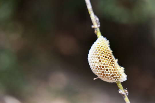 Wonderful macro view of an insect egg case, natural ootheca with hexagon pattern, hanging from plant stem. This fragile wildlife in nature shows intricate details of life