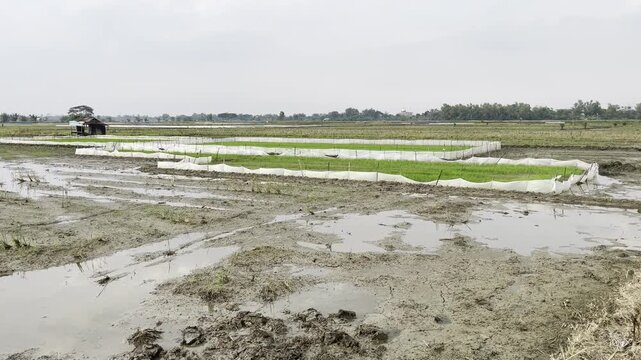 Panoramic view of green rice seedbeds in a muddy plowed field