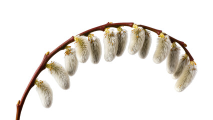 Isolated pussy willow branch with soft, furry catkins signaling the arrival of spring © Fernando
