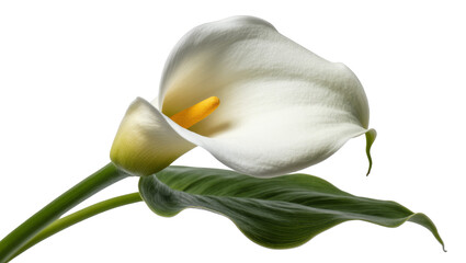 Isolated elegant white Calla Lily flower with vibrant yellow spadix, green stem and leaf © Claudia