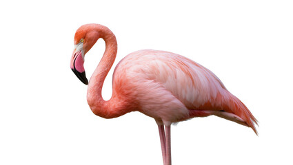 Fototapeta premium Isolated elegant pink flamingo standing gracefully with its distinctive curved neck and beak